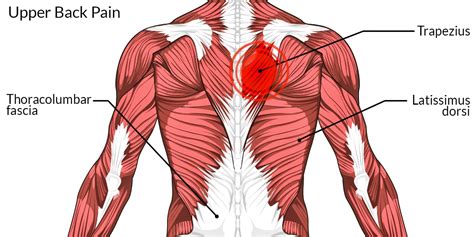 If you want to know how to tell if chest <strong>pain</strong> is <strong>muscular</strong>, or simply rule out a heart attack, the following three tips should also help: 1. . Can a pulled muscle in back cause pain when breathing